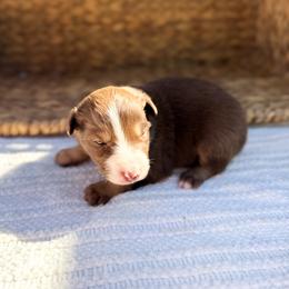Cove - Red tri-color male Australian Shepherd puppy in Unionville, Iowa from Soap Creek Kennels