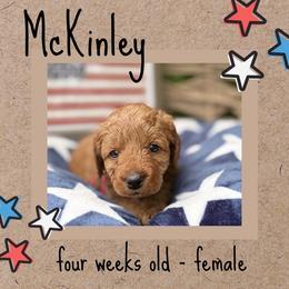 McKinley - Red  female Goldendoodle puppy in Zeeland, Michigan from Dandelion Lane Doodles