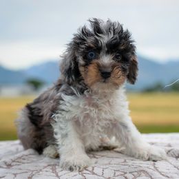 Charlie - Blue merle male Aussiedoodle puppy in Hamilton, Montana from North Lake Aussies