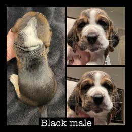 Black Collar male - Black and white male Basset Hound puppy in Temple, Texas from Southern Rose Bassets