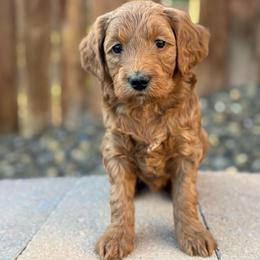Rookie - Red  male Goldendoodle puppy in Twin Falls, Idaho from Magic Valley Family Doodles