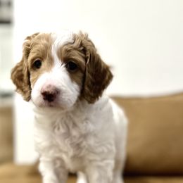 Goldendoodle Puppies from Reign Doodles of AZ