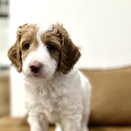 Goldendoodle Puppies from Reign Doodles of AZ
