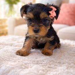 Yorkshire Terrier Puppies from Velvet Crown Yorkies