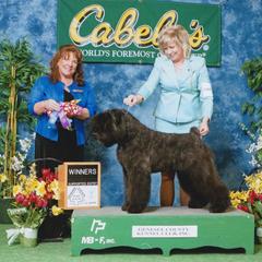 Bouvier des Flandres Puppies from I'm Special Bouviers