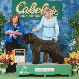 Bouvier des Flandres Puppies from I'm Special Bouviers