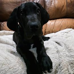 Laim - Black male Great Dane puppy in Arlington, Texas from Scoober Danes