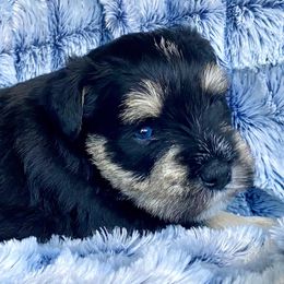 Lucy - Miniature Schnauzer puppy from Oxsana Perfect Pomsky-  puppies available