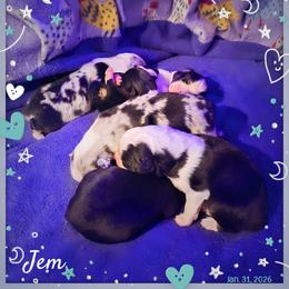 Miniature American Shepherd Puppies from Jem Miniature American Shepherds