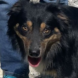 Reese - Black tri male Miniature Australian Shepherd puppy in Somerset, Kentucky from Natural Life Ranch
