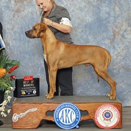 Silas - Rhodesian Ridgeback