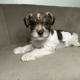 Violet - Parti female Miniature Schnauzer puppy in Tacoma, Washington from AKC Nordwest Schnauzers