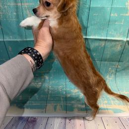 8843 red sable male - Red male Chihuahua puppy in Palmyra, Indiana from Country Star Chihuahuas