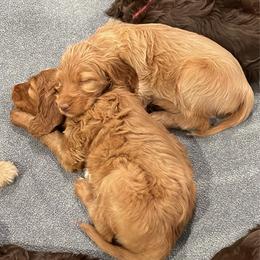 Suki (Dark Pink) - Red female Irish Doodle puppy in Surprise, Arizona from Huckleberry Doodles