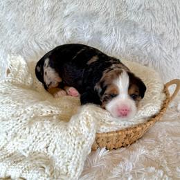 Truffles - Merle male Bernedoodle puppy in Bremen, Indiana from Farmland Doodles