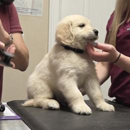 Finn - Light golden male Golden Retriever puppy in Milton, Florida from Katherine's Golden Retrievers and Gordon Setters.