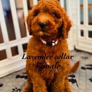 Girl 5( lavender) - female Double Doodle puppy in Bakersfield, California from Honey Bee Doodles