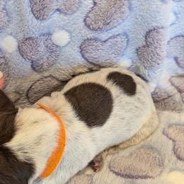 German Shorthaired Pointer Puppies from Hanaway GSPs