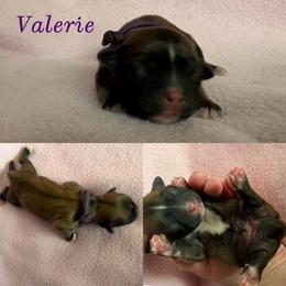 Valerie - Red gold female Lhasa Apso puppy in Cincinnati, Ohio from Shangri-La Lhasa Apsos