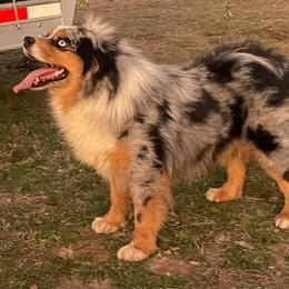 Whiskey - Australian Shepherd