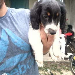 Dachshund Puppies from Miami piebald Dapple Dachshunds