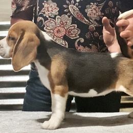 Beagle and German Shepherd Puppies from Synastry Beagles
