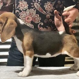 Beagle and German Shepherd Puppies from Synastry Beagles