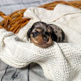 Ace - Dapple male Dachshund puppy in New Albany, Mississippi from Double A. Doxies