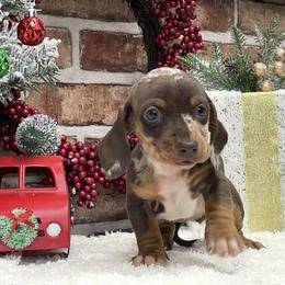 Serenity - Dapple female Dachshund puppy in Industry, Illinois from KDKs Kennels