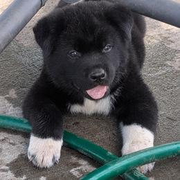 Purple Collar - male Akita puppy in Yankton, South Dakota from Akita Kai Magic
