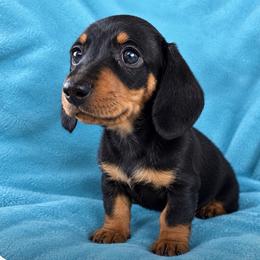 Penny- AKC - Black and tan female Dachshund puppy in Whitehouse, Texas from Daschund Pups