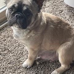French Bulldogs from Dreasbullies
