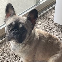 French Bulldogs from Dreasbullies
