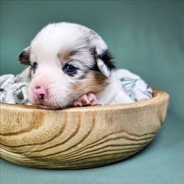 Louie - Blue merle and white male American Corgi puppy in Taylorsville, North Carolina from America's Red White and Bluie Corgis