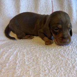 Cocoa - Chocolate and tan female Dachshund puppy in Mocksville, North Carolina from The Dachs of Hazzard Dachshunds