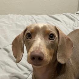 Moose - Dachshund