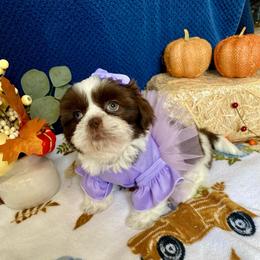 Wilma - Liver and white female Shih Tzu puppy in Klamath Falls, Oregon from Bel Aire Beauties