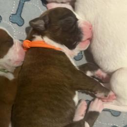 Orange - Brindle female Boxer puppy in Evington, Virginia from Boxer Tails
