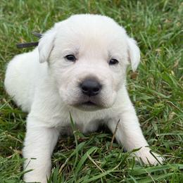 Superior - black collar- first pick male Bob Christ - Yellow male Labrador Retriever puppy in Isanti, Minnesota from Four Corners Family Labs