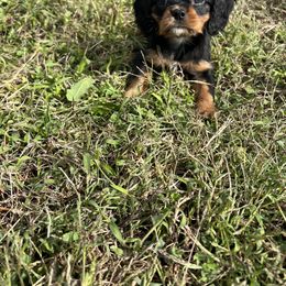 Cavalier King Charles Spaniel Puppies from McGregor's Cavalier King Charles Spaniels