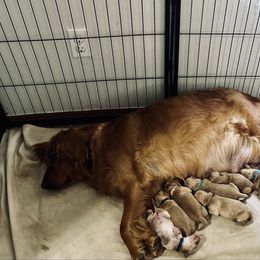 Pink collar - Dark golden female Golden Retriever puppy in Rainier, Washington from Hanson’s NW Goldens & Doodles