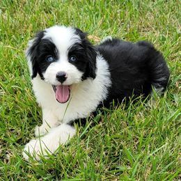 Aussiedoodle, Bernedoodle, and Poodle Puppies from Awesome Paws