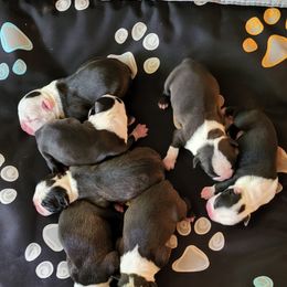 Boston Terrier Puppies from Simply Boston