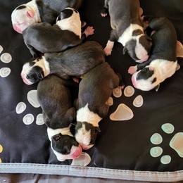 Boston Terrier Puppies from Simply Boston