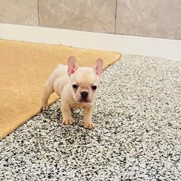 Deuce - Fawn male French Bulldog puppy in Campbell Hall, New York from Charlie’s Frenchies