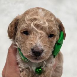 Fred - Red  male Goldendoodle puppy in Vernon, Texas from Sugarland's Texas Goldendoodles