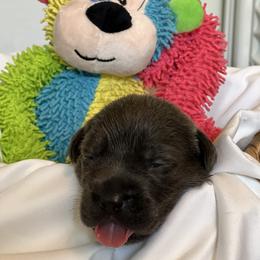 Cane Corso Puppies from Nuovo Inizi Kennels