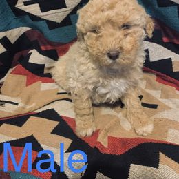 Goldendoodle Puppies from GPS Doodles
