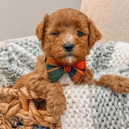 Cash - Red  male Goldendoodle puppy in Iola, Texas from Supreme Doodles of Texas