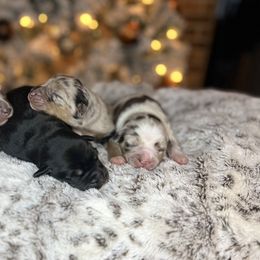 Miniature Australian Shepherd Puppies from Quartz Creek Aussies